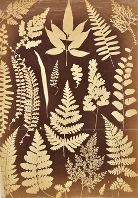 Lot 57 - Photogram of Ferns