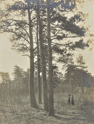 Lot 75 - Trees.