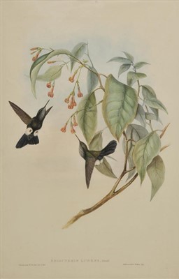 Lot 262 - Gould, John and Richter, H.C.