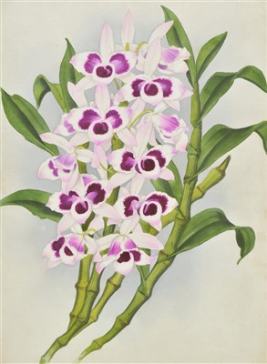 Lot 337 - Orchids.