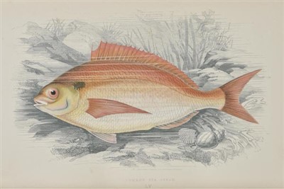 Lot 45 - Couch, Jonathan