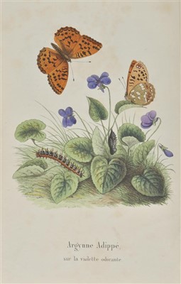 Lot 44 - Butterflies.