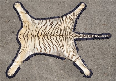 Lot 981 - Tiger Skin.
