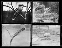 Lot 814 - Natural History.