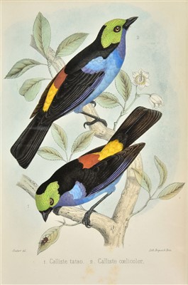 Lot 101 - Sclater (Philip Lutley). Monograph of the Tanagrine Genus Calliste, 1st edition, 1857-8