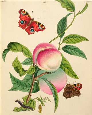 Lot 260 - Wilkes (Benjamin). One Hundred and Twenty Copper-Plates of English Moths and Butterflies, 1773
