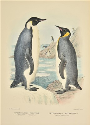 Lot 91 - Mathews (Gregory M.)  The Birds of Norfolk and Lord Howe Islands, 1st edition, 1928