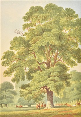 Lot 115 - Menzies (William).