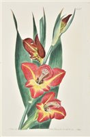Lot 324 - Edwards (Sydenham)