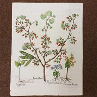 Lot 309 - Besler (Basilius)