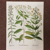 Lot 309 - Besler (Basilius)
