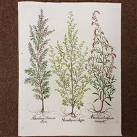 Lot 309 - Besler (Basilius)