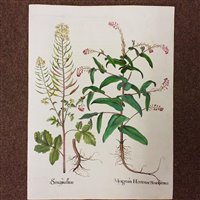 Lot 309 - Besler (Basilius)