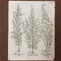 Lot 309 - Besler (Basilius)