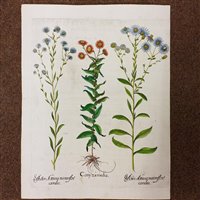 Lot 309 - Besler (Basilius)