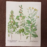 Lot 309 - Besler (Basilius)