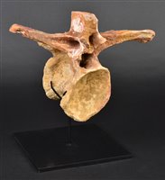 Lot 210 - Tyrannosaurus Vertebra