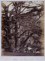 Lot 244 - Tree Studies.