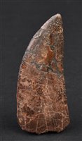 Lot 235 - Shark Lizard Tooth