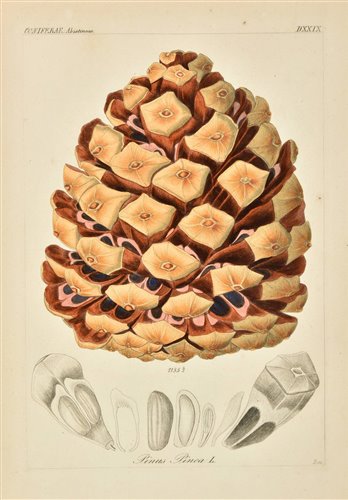 Lot 198 - Reichenbach (Heinrich Gottlieb Ludwig). Icones Florae Germanicae et Helveticae, 3 volumes, 1846-50