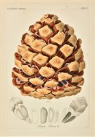 Lot 198 - Reichenbach (Heinrich Gottlieb Ludwig). Icones Florae Germanicae et Helveticae, 3 volumes, 1846-50