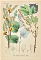 Lot 198 - Reichenbach (Heinrich Gottlieb Ludwig). Icones Florae Germanicae et Helveticae, 3 volumes, 1846-50