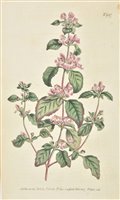 Lot 292 - Curtis (William)