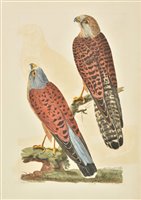 Lot 337 - Pennant (Thomas), Etchings of Birds