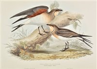 Lot 314 - Gould (John)
