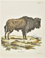 Lot 330 - Mammals.