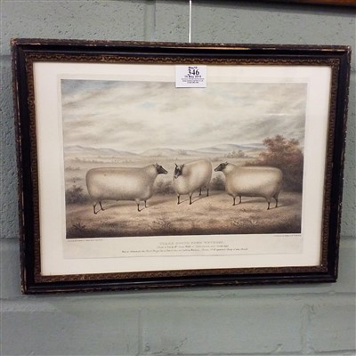 Lot 346 - Strafford (Henry). Three South Down Wethers, circa 1860