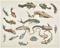 Lot 302 - Fish