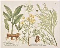 Lot 275 - Botany