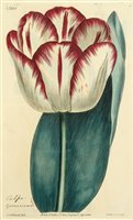 Lot 186 - Curtis (William). Botanical Magazine 3 volumes, 1820's