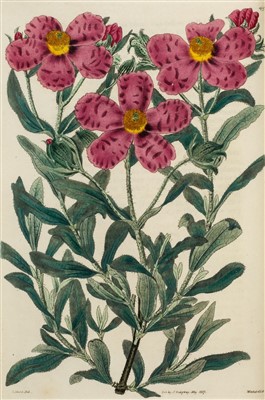 Lot 365 - Sweet (Robert). Cistineae, 1825-1830