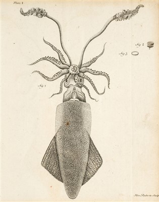 Lot 192 - Needham (John Tuberville). New Microscopical Discoveries, 1745