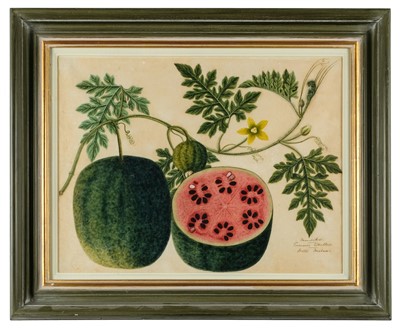 Lot 409 - Company School. Mandikai Cucumis Citrullus, Water Melon, circa 1825
