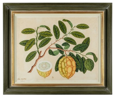 Lot 407 - Company School. Citrus Aurantium (Citron), circa 1815-1820