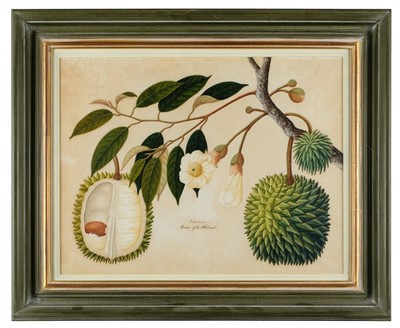 Lot 408 - Company School. Doorian. Durio zibethinus, circa 1825