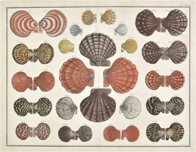 Lot 200 - Conchology. Approximately 60 prints and engravings, 18th & 19th century