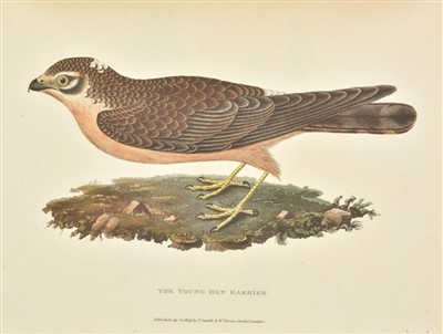 Lot 113 - Tucker (Andrew G. C.). Ornithologia Danmoniensis, 1st edition, 1809