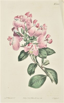 Lot 203 - Curtis (William & others). Approximately 1000 engravings and prints, 18-20th century