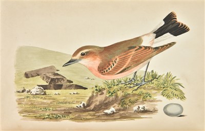 Lot 74 - Cotton (John).  The Song Birds of Great Britain, 1st edition, 1836