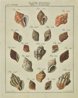 Lot 227 - Shells. Martini (Friedrich Heinrich & Chemnitz Johann Hieronymus), 1769-95