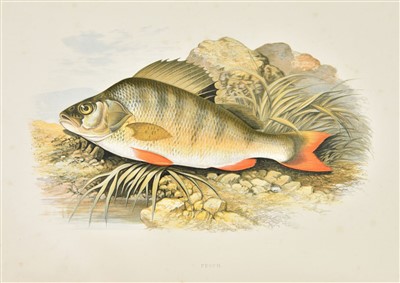 Lot 70 - Houghton (Rev. W.). British Fresh-Water Fishes, 1879