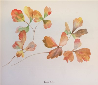 Lot 156 - Yeats, Elizabeth Corbet. Brushwork Studies of Flowers, Fruit, and Animals..., 1898