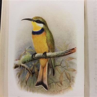 Lot 78 - The Ibis.