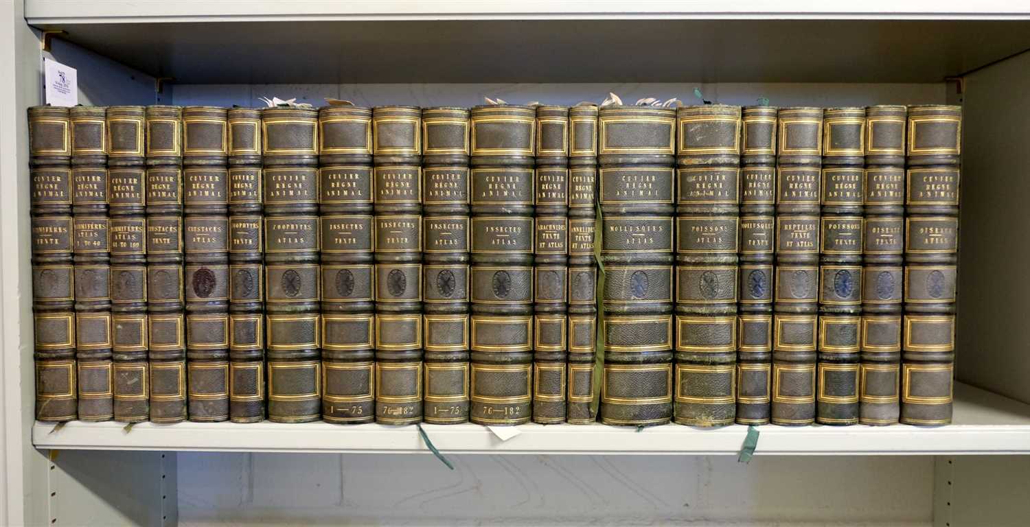 Lot 78 - Couvier (Georges et al). Le Regne Animal distribue d'apres son organisation