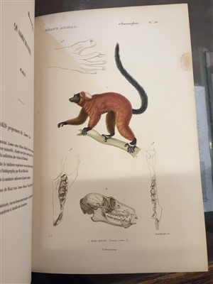 Lot 78 - Couvier (Georges et al). Le Regne Animal distribue d'apres son organisation