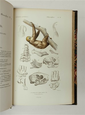 Lot 78 - Couvier (Georges et al). Le Regne Animal distribue d'apres son organisation